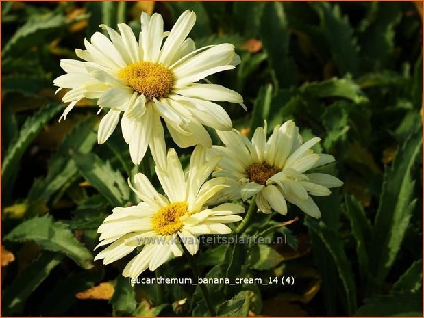 Leucanthemum 'Banana Cream' | Margriet | Grossblumige Margerite