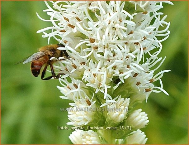 Liatris spicata 'Floristan Wei&szlig;' | Prachtschaarde, Knopige slangenwortel | &Auml;hrige Prachtscharte