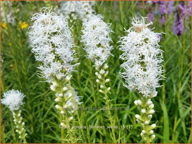 Liatris spicata 'Floristan Wei&szlig;' | Prachtschaarde, Knopige slangenwortel | &Auml;hrige Prachtscharte