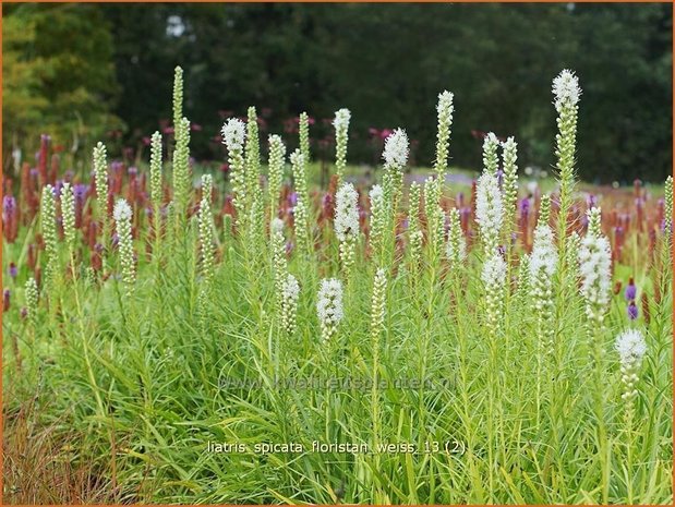Liatris spicata 'Floristan Wei&szlig;' | Prachtschaarde, Knopige slangenwortel | &Auml;hrige Prachtscharte