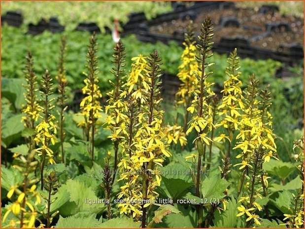 Ligularia stenocephala 'Little Rocket' | Kruiskruid | Schmaler Goldkolben