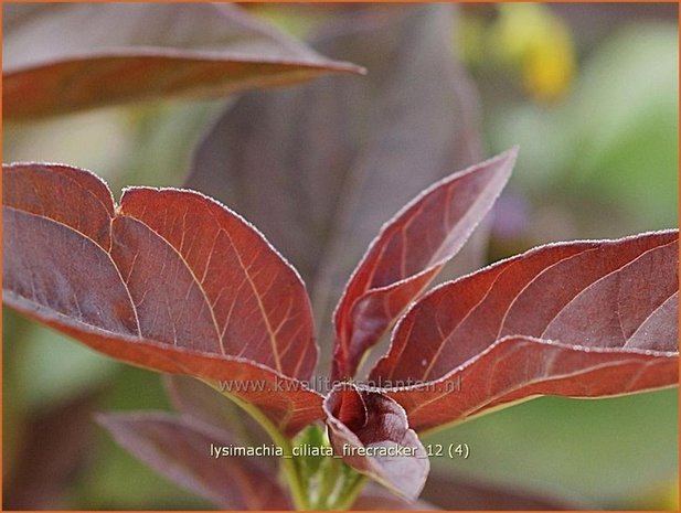 Lysimachia ciliata 'Firecracker' | Wederik | Bewimperter Felberich