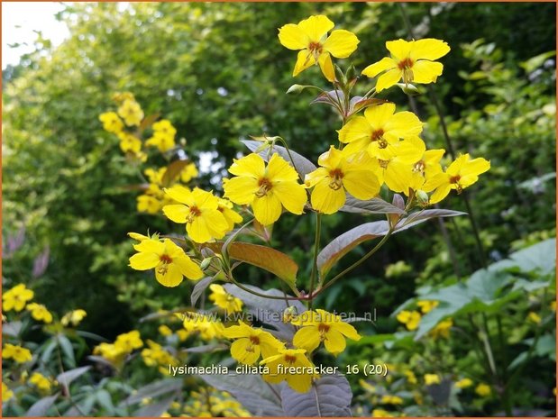 Lysimachia ciliata 'Firecracker' | Wederik | Bewimperter Felberich