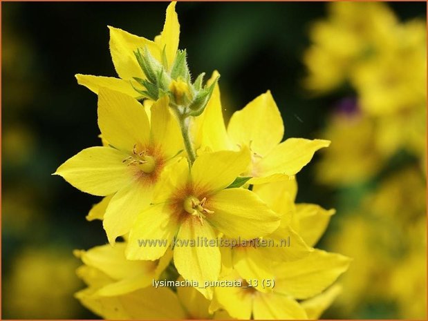 Lysimachia punctata | Puntwederik, Wederik | Gold-Felberich