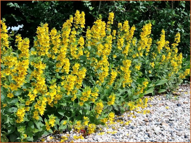 Lysimachia punctata | Puntwederik, Wederik | Gold-Felberich