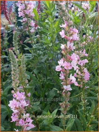 Lythrum salicaria 'Blush' | Kattenstaart | Blutweiderich