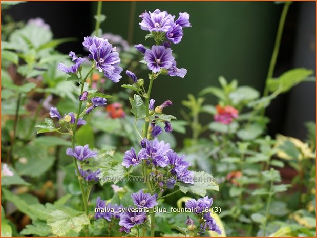 Malva sylvestris 'Blue Fountain' | Groot kaasjeskruid, Kaasjeskruid | Wilde Malve