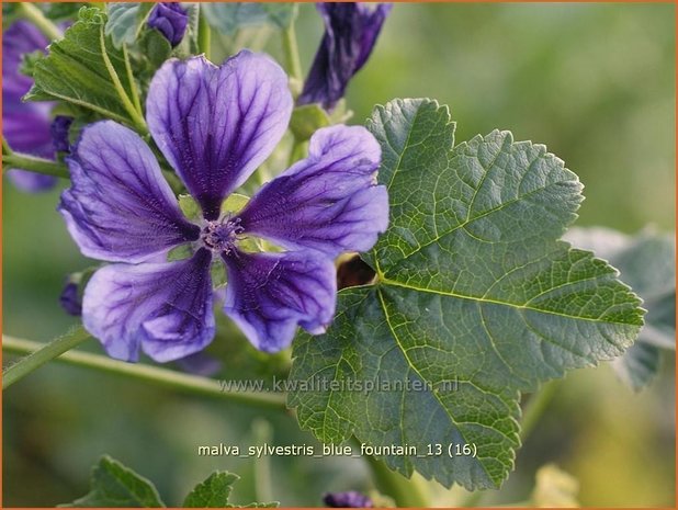 Malva sylvestris 'Blue Fountain' | Groot kaasjeskruid, Kaasjeskruid | Wilde Malve