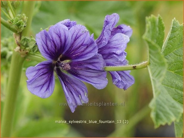 Malva sylvestris 'Blue Fountain' | Groot kaasjeskruid, Kaasjeskruid | Wilde Malve