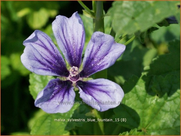 Malva sylvestris 'Blue Fountain' | Groot kaasjeskruid, Kaasjeskruid | Wilde Malve