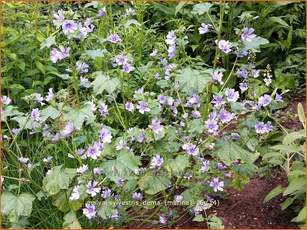 Malva sylvestris 'Dema' (Marina) | Groot kaasjeskruid, Kaasjeskruid | Wilde Malve