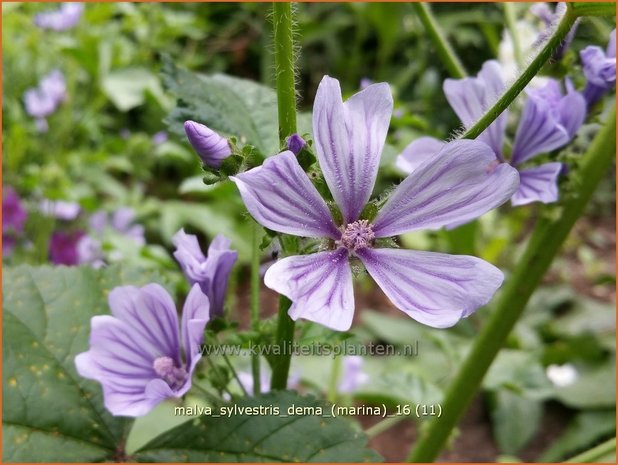 Malva sylvestris 'Dema' (Marina) | Groot kaasjeskruid, Kaasjeskruid | Wilde Malve