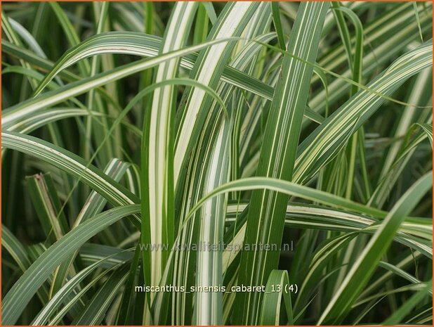 Miscanthus sinensis 'Cabaret' | Prachtriet, Chinees riet, Japans sierriet, Sierriet | Chinaschilf