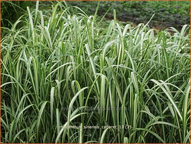 Miscanthus sinensis 'Cabaret' | Prachtriet, Chinees riet, Japans sierriet, Sierriet | Chinaschilf