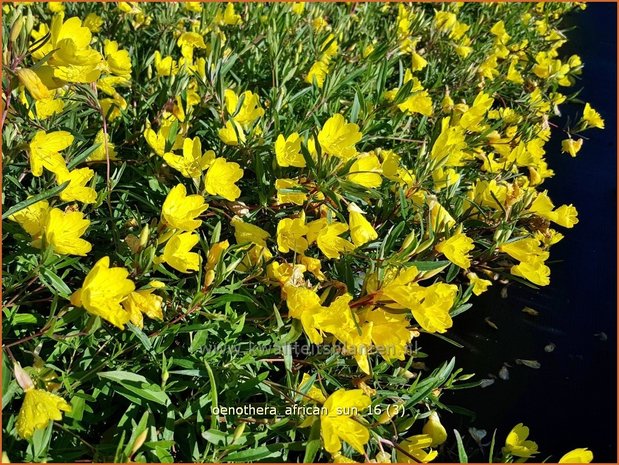 Oenothera 'African Sun' | Teunisbloem | Nachtkerze