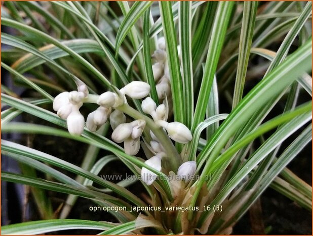 Ophiopogon japonicus 'Variegatus' | Japans slangengras, Slangenbaard | Japanischer Schlangenbart