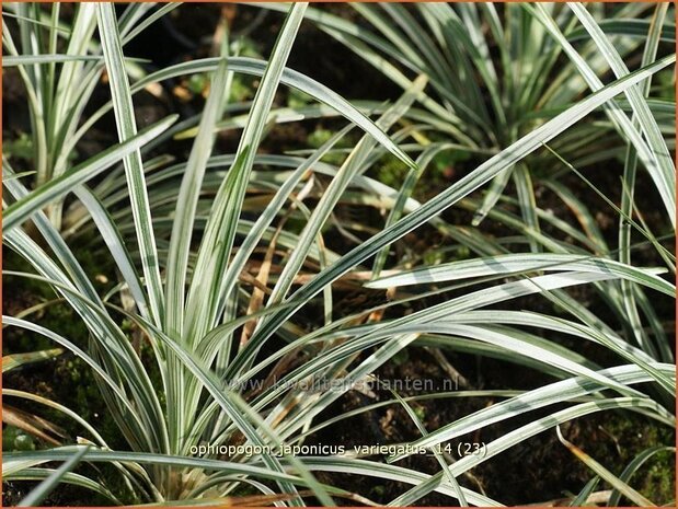 Ophiopogon japonicus 'Variegatus' | Japans slangengras, Slangenbaard | Japanischer Schlangenbart