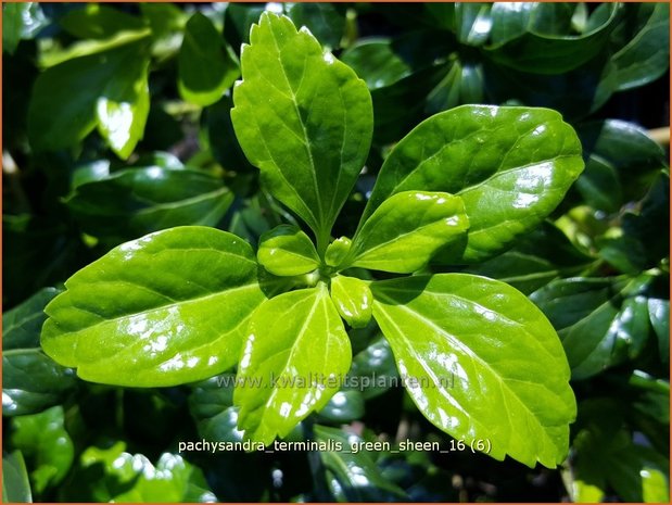 Pachysandra terminalis 'Green Sheen' | Schaduwkruid, Dikkemanskruid | Endständiger Ysander