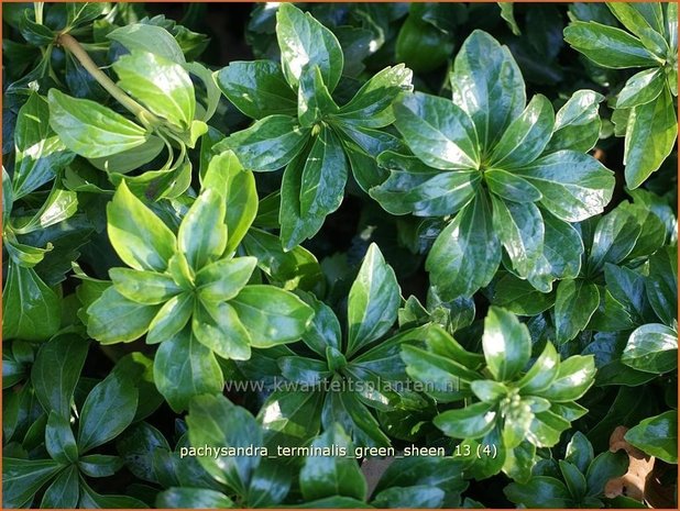 Pachysandra terminalis 'Green Sheen' | Schaduwkruid, Dikkemanskruid | Endständiger Ysander