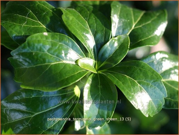 Pachysandra terminalis 'Green Sheen' | Schaduwkruid, Dikkemanskruid | Endständiger Ysander