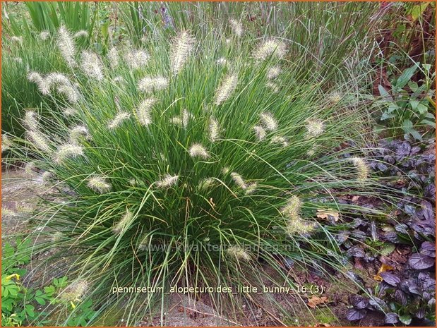 Pennisetum alopecuroides 'Little Bunny' | Lampenpoetsersgras, Borstelveergras | Lampenputzergras