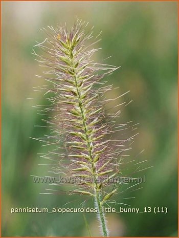 Pennisetum alopecuroides 'Little Bunny' | Lampenpoetsersgras, Borstelveergras | Lampenputzergras