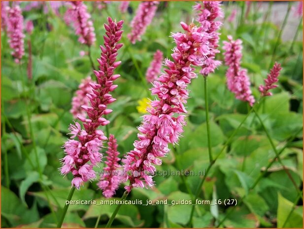 Persicaria amplexicaulis 'Jo and Guido's Form' | Adderwortel, Duizendknoop | Kerzenkn&ouml;terich