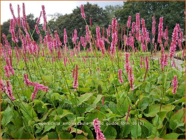 Persicaria amplexicaulis 'Jo and Guido's Form' | Adderwortel, Duizendknoop | Kerzenkn&ouml;terich