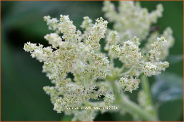 Persicaria polymorpha | Bergduizendknoop, Duizendknoop | Alpenknöterich | Giant White Fleece Flower
