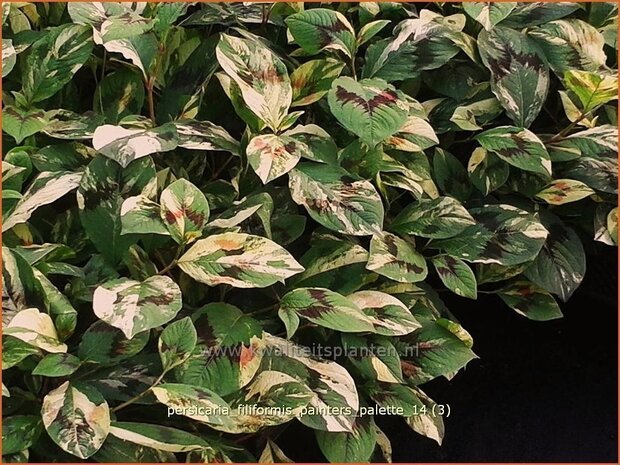 Persicaria virginiana 'Painter's Palette' | Duizendknoop | Fadenknöterich