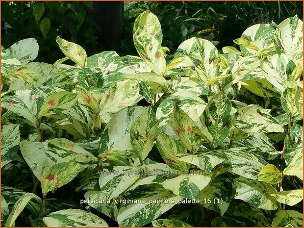 Persicaria virginiana 'Painter's Palette' | Duizendknoop | Fadenknöterich