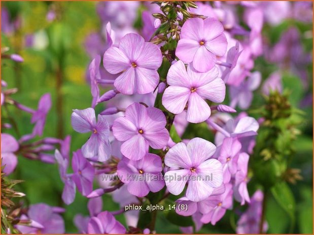 Phlox 'Alpha' | Vlambloem, Flox, Floks | Hohe Flammenblume