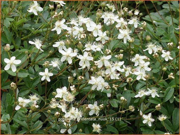 Potentilla tridentata 'Nuuk' | Ganzerik, Vijfvingerkruid | Dreizähniges Fingerkraut