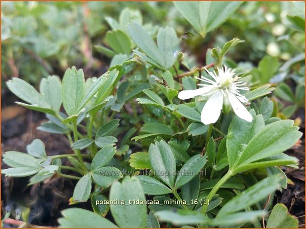 Potentilla tridentata 'Nuuk' | Ganzerik, Vijfvingerkruid | Dreizähniges Fingerkraut