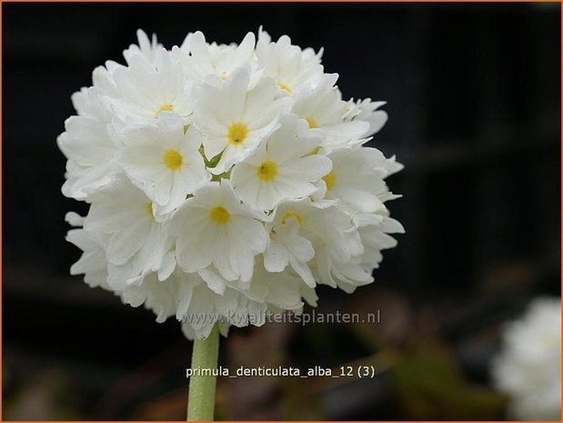 Primula denticulata 'Alba' | Bolprimula, Kogelprimula, Sleutelbloem | Kugelprimel