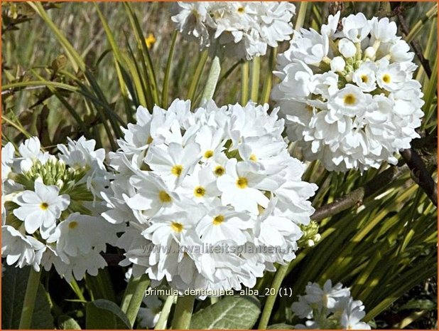 Primula denticulata 'Alba' | Bolprimula, Kogelprimula, Sleutelbloem | Kugelprimel