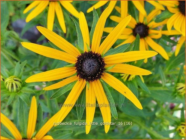 Rudbeckia fulgida 'Little Goldstar' | Zonnehoed | Gew&ouml;hnlicher Sonnenhut