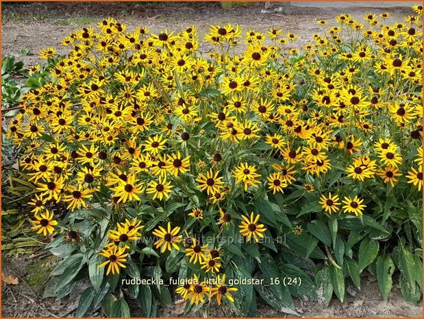 Rudbeckia fulgida 'Little Goldstar' | Zonnehoed | Gew&ouml;hnlicher Sonnenhut