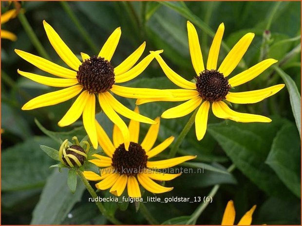 Rudbeckia fulgida 'Little Goldstar' | Zonnehoed | Gew&ouml;hnlicher Sonnenhut