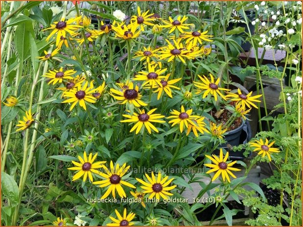 Rudbeckia fulgida 'Little Goldstar' | Zonnehoed | Gew&ouml;hnlicher Sonnenhut