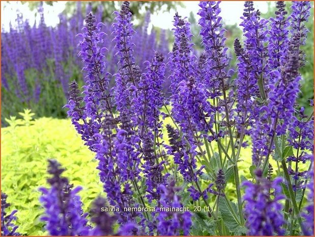 Salvia nemorosa 'Mainacht' | Bossalie, Salie, Salvia | Steppensalbei