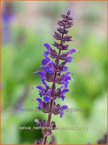 Salvia nemorosa 'Mainacht' | Bossalie, Salie, Salvia | Steppensalbei