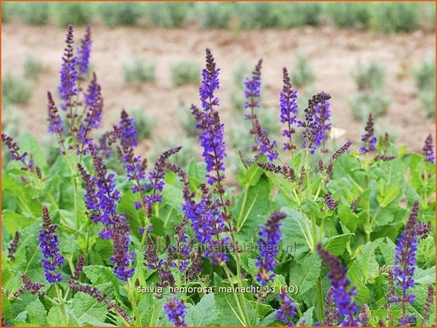 Salvia nemorosa 'Mainacht' | Bossalie, Salie, Salvia | Steppensalbei