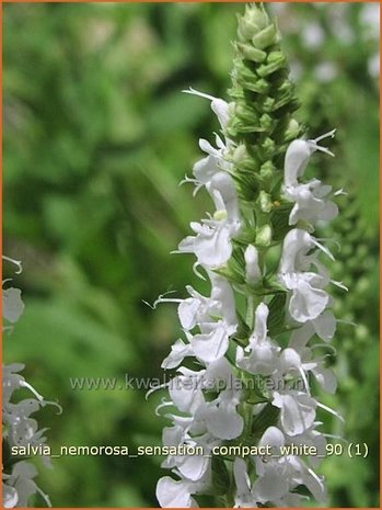 Salvia nemorosa 'Sensation Compact White' | Bossalie, Salie, Salvia | Steppensalbei