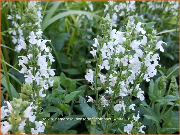 Salvia nemorosa 'Sensation Compact White' | Bossalie, Salie, Salvia | Steppensalbei