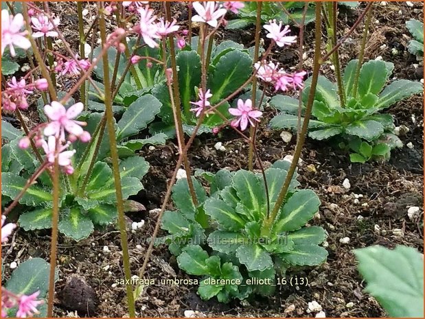 Saxifraga umbrosa 'Clarence Elliott' | Schildersverdriet, Menistenzusje, Steenbreek | Porzellanblümchen