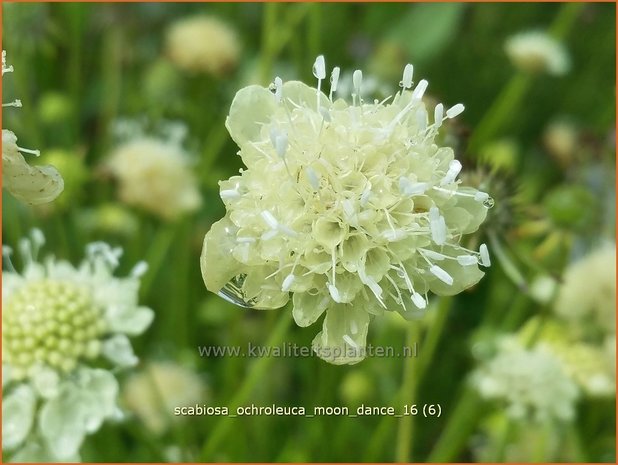 Scabiosa ochroleuca 'Moon Dance' | Duifkruid, Schurftkruid | Gelbe Skabiose