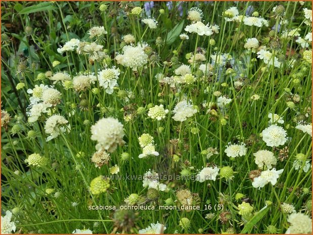Scabiosa ochroleuca 'Moon Dance' | Duifkruid, Schurftkruid | Gelbe Skabiose
