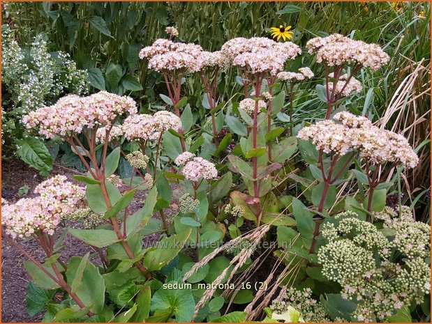 Sedum 'Matrona' | Hemelsleutel, Vetkruid | Fettblatt