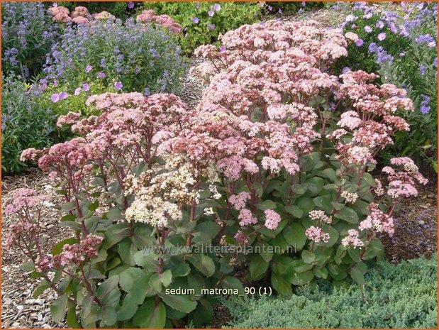 Sedum 'Matrona' | Hemelsleutel, Vetkruid | Fettblatt